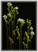 rotundifolia01.jpg