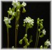 rotundifolia02.jpg