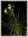Drosophyllum05.jpg