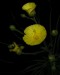 Drosophyllum06.jpg