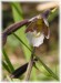 Epipactis.palustris04.jpg