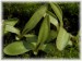 grandiflora subsp. rosea × vallisneriifolia.jpg