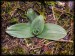 Orchis ustulata 01.jpg