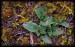 Orchis ustulata 02.jpg
