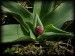Orchis ustulata 04.jpg