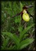 Cypripedium calceolus 01.jpg
