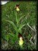 Cypripedium calceolus 02.jpg