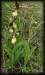 Cypripedium calceolus 07.jpg