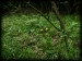 Cypripedium calceolus 13.jpg