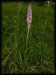 Gymnadenia densiflora 01.jpg