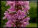 Gymnadenia densiflora 03.jpg