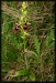 Ophrys insectifera 01.jpg