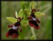 Ophrys insectifera 03.jpg