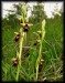 Ophrys insectifera 04.jpg