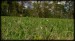 Orchis ustulata a1.jpg