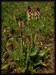 Orchis ustulata a2.jpg