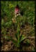 Orchis ustulata a3.jpg