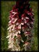 Orchis ustulata a4.jpg