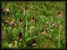 Orchis ustulata a5.jpg