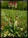 Orchis ustulata a6.jpg