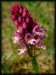 Orchis x dietrichiana a2.jpg
