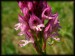 Orchis x dietrichiana a3.jpg