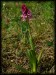Orchis x dietrichiana a4.jpg