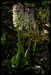 Orchis ustulata a8.jpg
