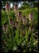Orchis ustulata a9.jpg