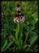 Orchis ustulata a11.jpg