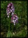 Orchis x dietrichiana a5.jpg