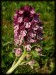 Orchis x dietrichiana a6.jpg