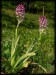 Orchis x dietrichiana a7.jpg