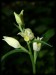Cephalanthera damasonium01.jpg