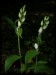 Cephalanthera damasonium02.jpg