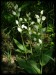 Cephalanthera damasonium03.jpg