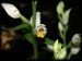 Cephalanthera damasonium04.jpg