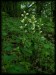Cephalanthera damasonium06.jpg