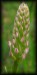 Gymnadenia conopsea 12.jpg