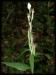 Cephalanthera damasonium09.jpg