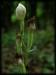 Cephalanthera damasonium10.jpg
