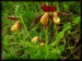 Cypripedium calceolus 14.jpg