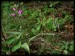 Cephalanthera rubra 03.jpg