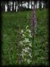 Gymnadenia conopsea&Platanthera bifolia.jpg
