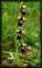 Ophrys insectifera 08.jpg