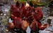 Sarracenia purpurea ssp.purpurea02.jpg
