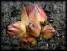Pinguicula grandiflora 02.jpg