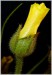 Drosophyllum08.jpg